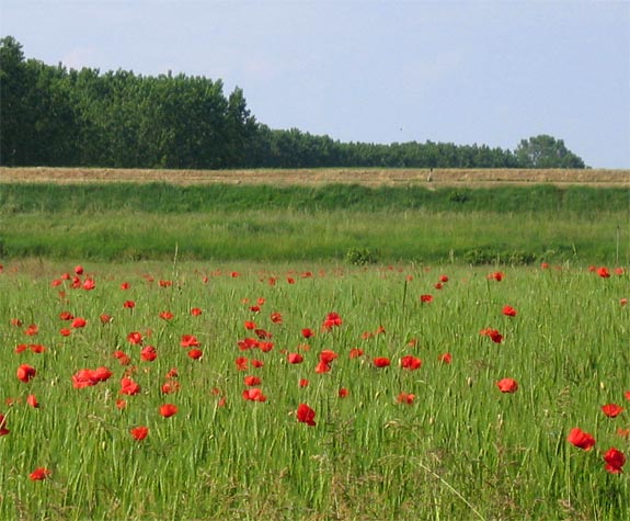 Brescello - Rural area